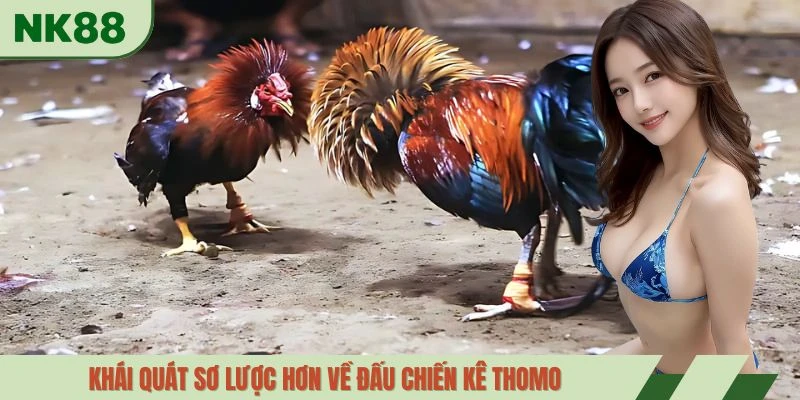 Khái quát sơ lược hơn về đấu chiến kê Thomo